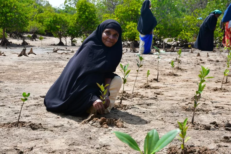 How Kilifi villagers are reviving livelihoods through mangroves
