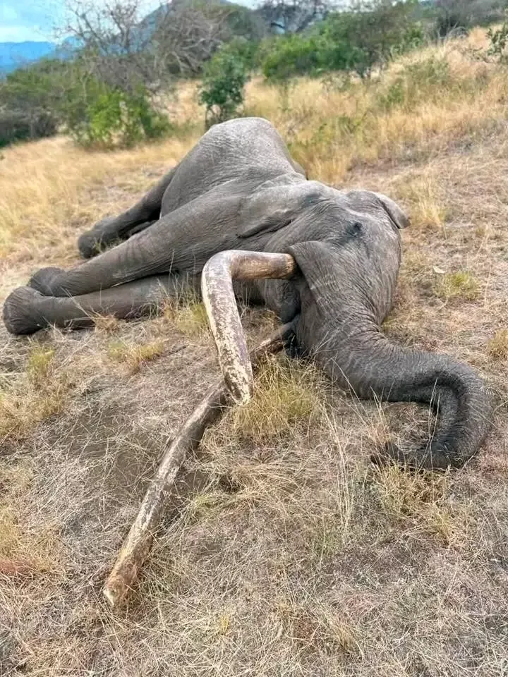 Kenya loses iconic super tusker to natural causes