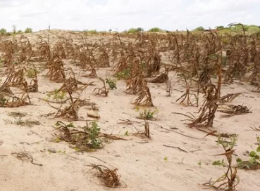 Sixteen starve to death in Uganda as drought kills crops
