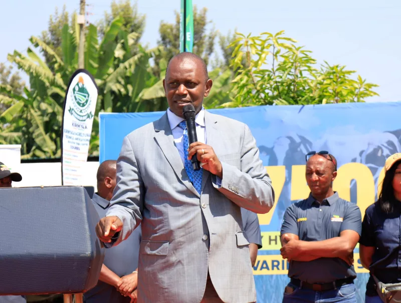 Kirinyaga banks on improved maize varieties to boost harvests