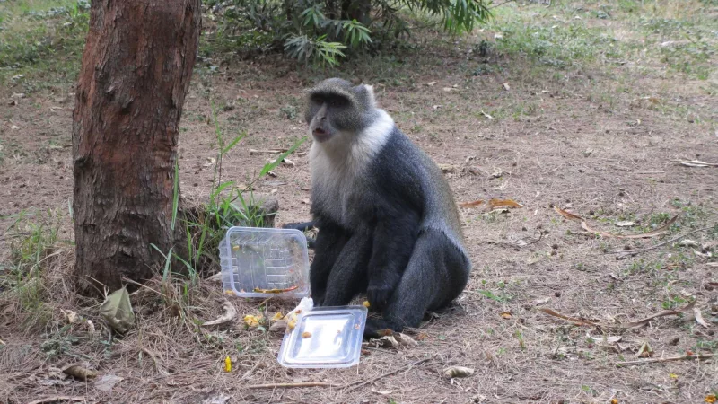 Monkey spotted at Nairobi's Michuki Park