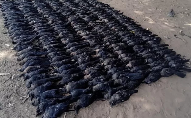 Expert calls for action as Indian crows invade Nairobi