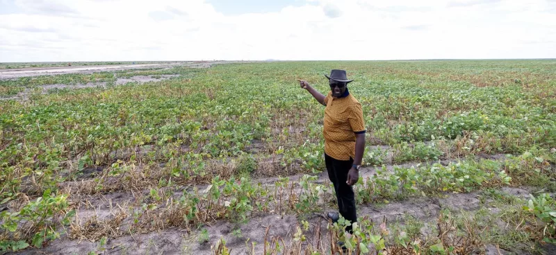 Rice creates 280k jobs in Ruto’s food security project