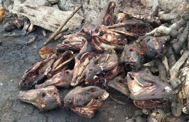 Illicit donkey trade: Study exposes sophisticated crime network