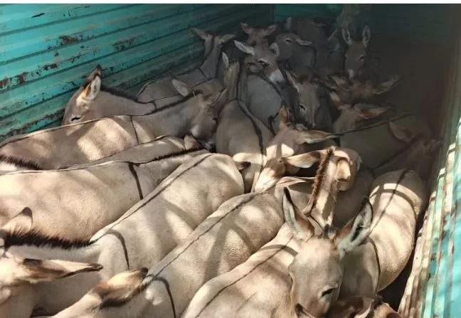 NCRC calls for touugh laws to crush illegal donkey trade