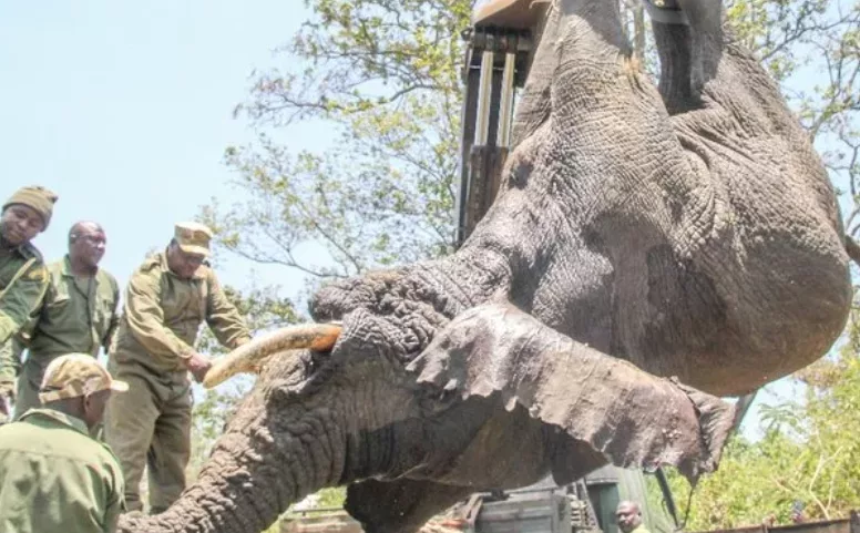Conservationists welcome court suspension of Imenti Forest projects
