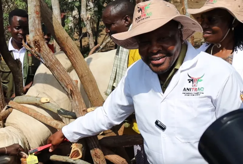 Kagwe: Digital livestock IDs to open export markets
