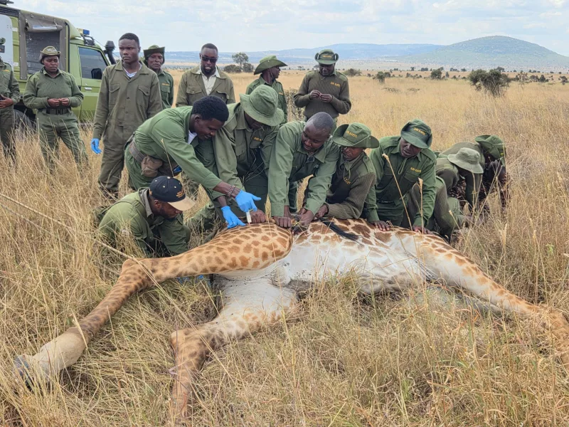 KWS saves giraffe from deadly wire snare