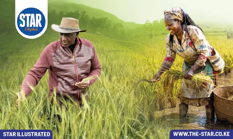 Rise in rice production under President Ruto