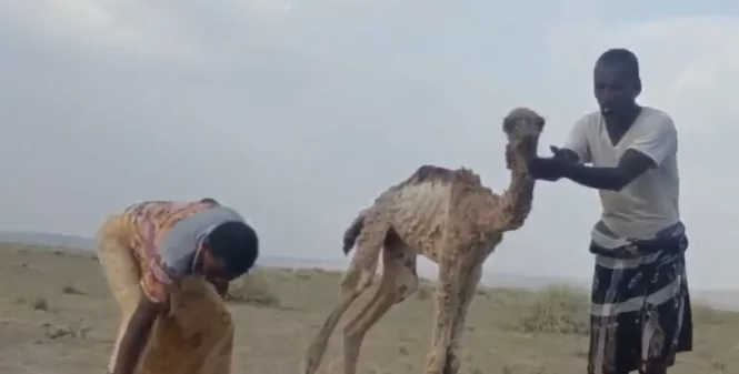 Africa's ships of the desert hit by rising temperatures