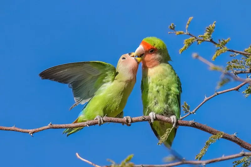 International Kissing Day 2026: Celebrating Global Affection