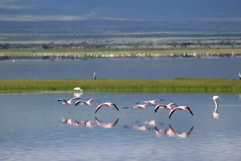 Tsavo, Amboseli shine in birdwatching survey