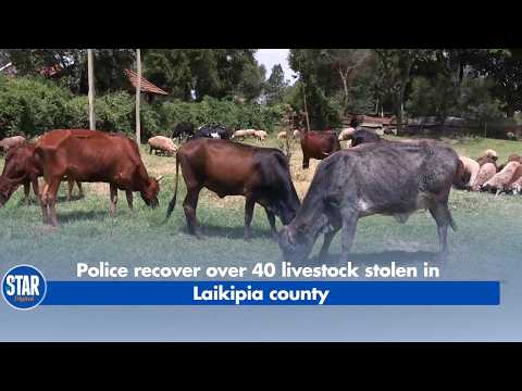 Police recover over 40 livestock stolen in Laikipia county