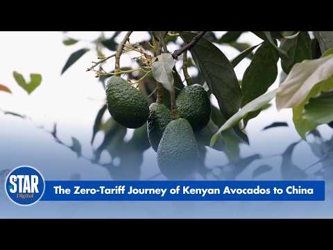 The Zero-Tariff Journey of Kenyan Avocados to China