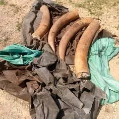 Man arrested with 9.5kg elephant tusk valued at Sh1m