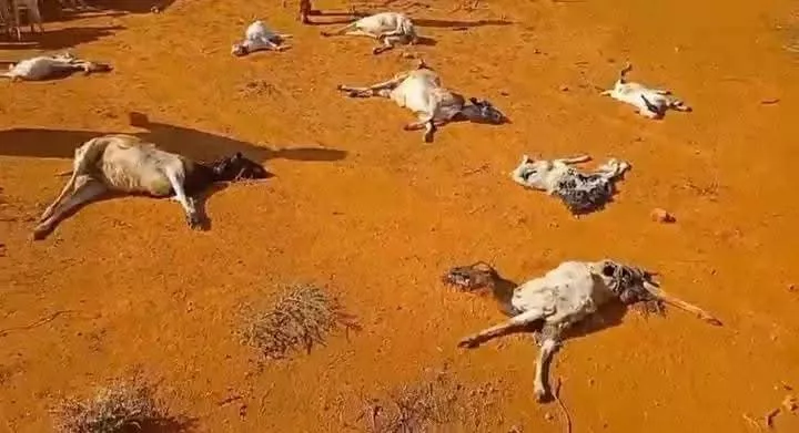 Pastoralists call for recognition and protection of their lands