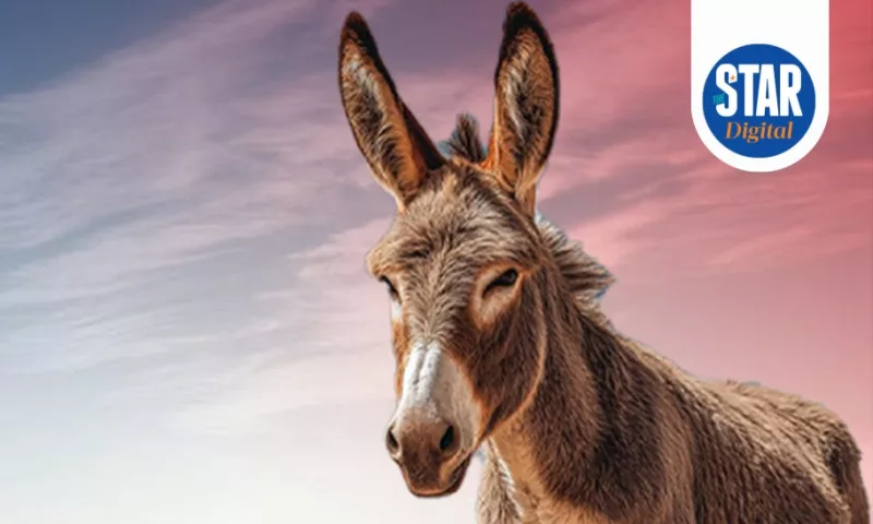 Public health & environmental cost of donkey theft