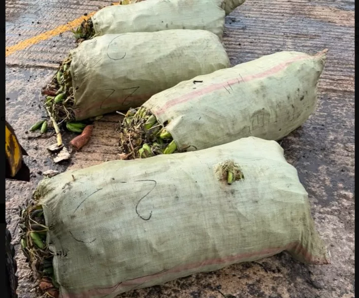 Detectives seize bhang in banana sacks in Mariakani