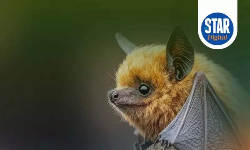 Mammals that sleep most