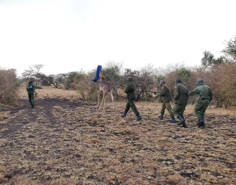 Trapped, orphaned and rescued: Giraffe calf’s fight for survival