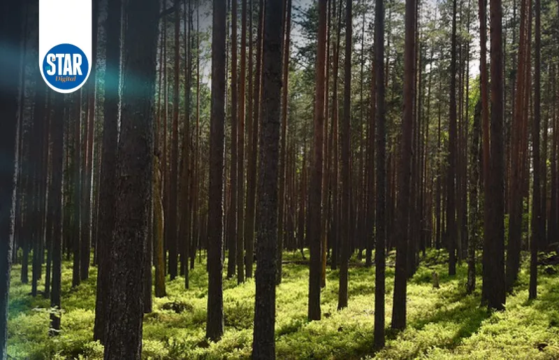 Countries with the largest forest areas in 2025