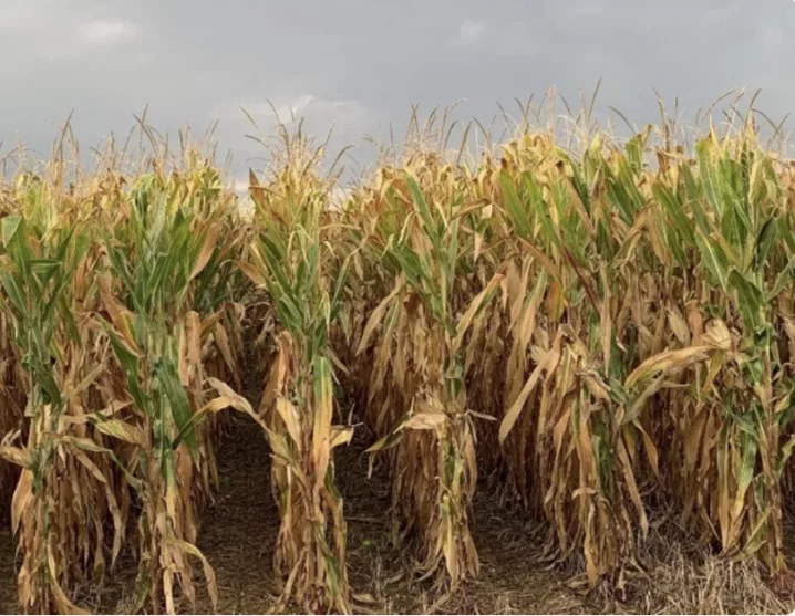 Kenya’s maize basket turns brown as crop withers