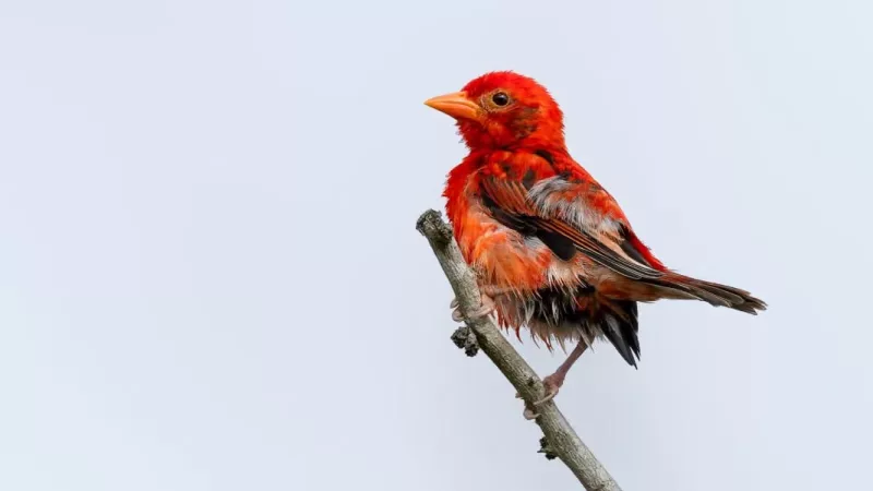 Kenya’s bird experts find long lost Red Weaver Bird hiding in Kenya’s Al-Shabab hideout