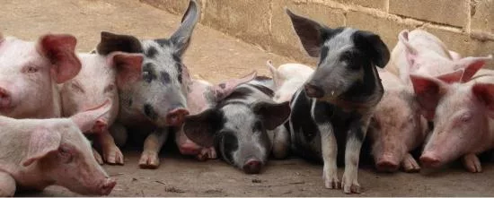 Farmers’ woe as African swine fever spreads to six counties