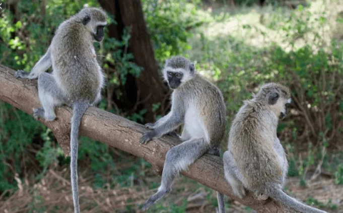 Farmers count losses as monkeys wreak havoc