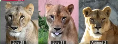 Three lions die in zoo as Japan battles extreme heat