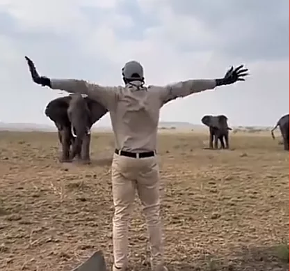 Brave tour guide faces charging jumbo to save tourists