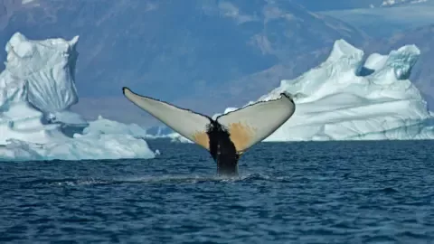 Giant whales move into Greenland waters as ice disappears