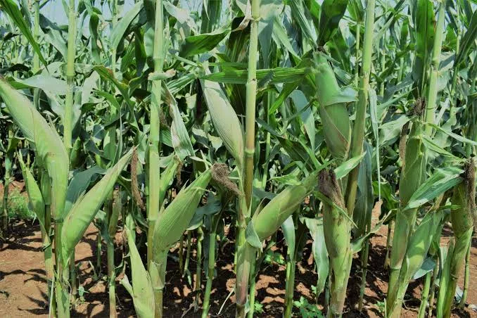 Infotrak: Trans Nzoia leads counties in agriculture