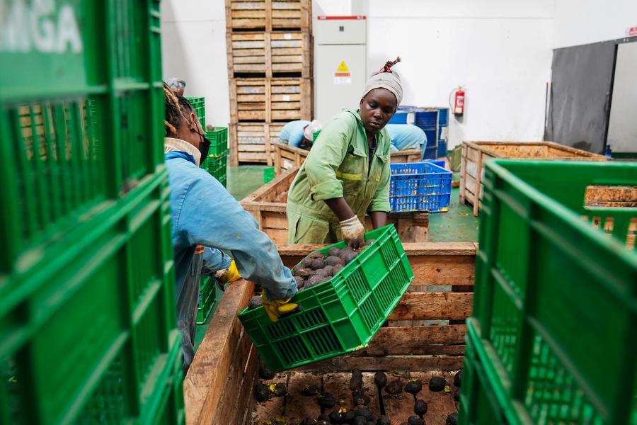 African exporters reap early benefits of China's zero-tariff treatment
