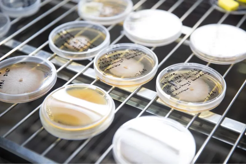 UN in drive to strengthen regional food safety