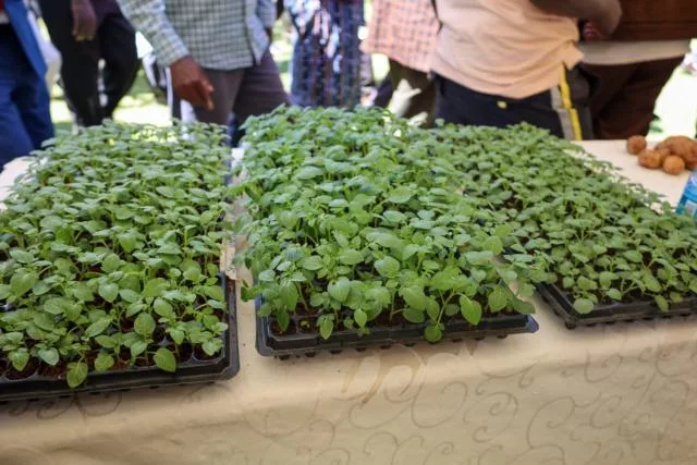Certified seed potatoes