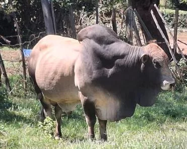 KALRO targets Kenya’s meat deficit with Improved Boran breed