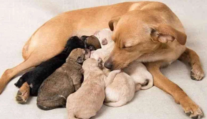 Back to school: Tips for keeping dogs from feeling lonely