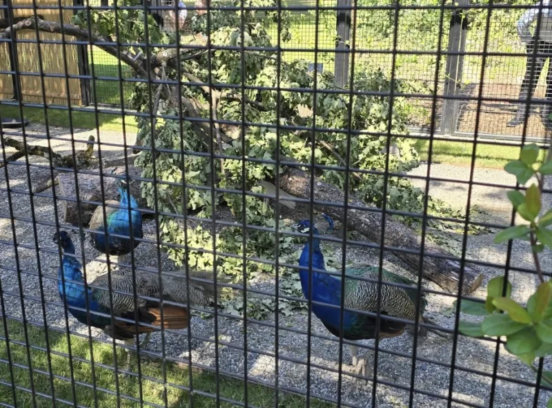 MWANGI: What India’s Geneva peafowl gesture says about cultural diplomacy