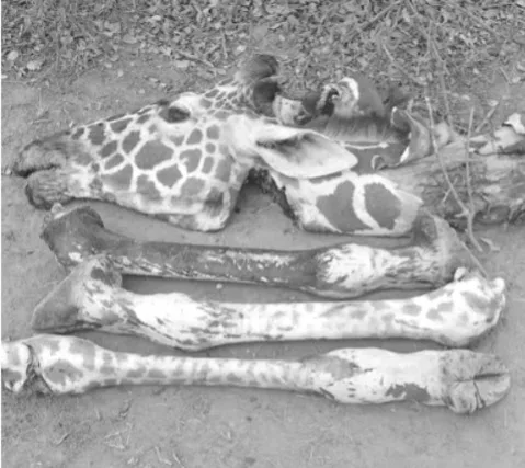 KWS hunts for suspects after giraffe killed in Wajir forest