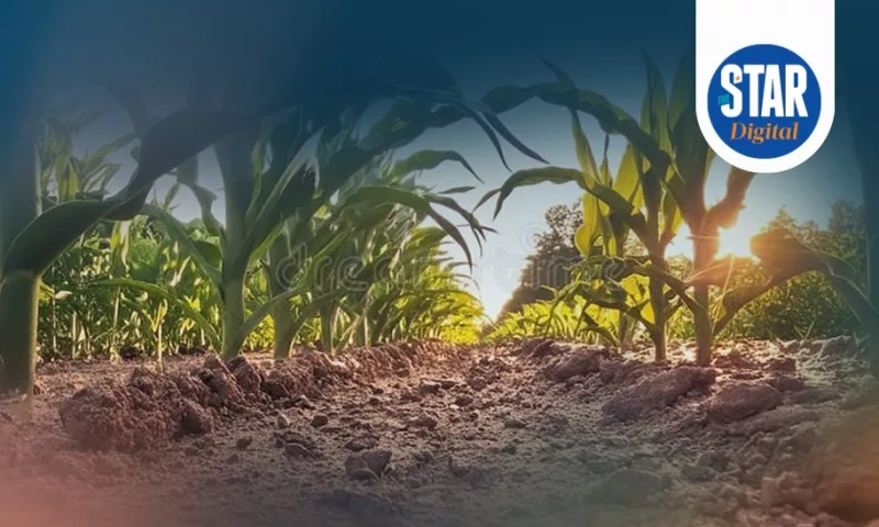 Maize crop crisis in Kenya
