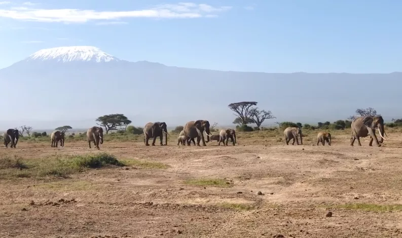 KWS gives update on probe into elephant deaths