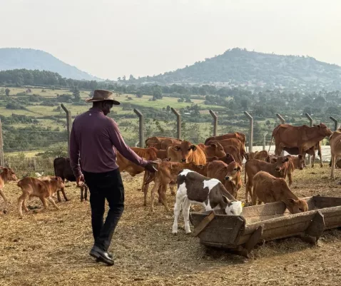 [PHOTOS] Cowboy hat on, Ruto tends to cattle at Kilgoris farm
