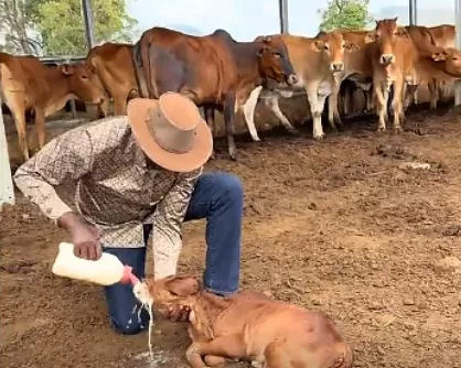 Ruto turns farmer as he bottle-feeds calf at Kilgoris farm