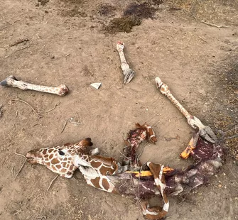 Alarm raised over surge in Somali giraffe killings