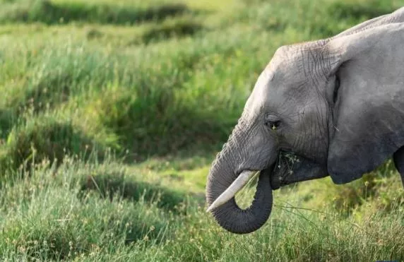 Stray elephant kills man at family homestead in Meru