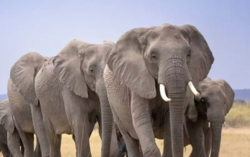 Mysterious elephant deaths in Kenya raise questions around pesticides