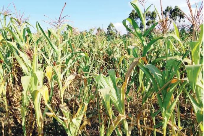A maize farm in Uasin Gishu county shows severe moisture stress after prolonged dry spell interrupted the long rains, leaving crops stunted /KNA