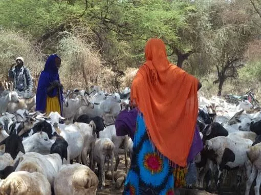 Senators push for wider livestock disaster law