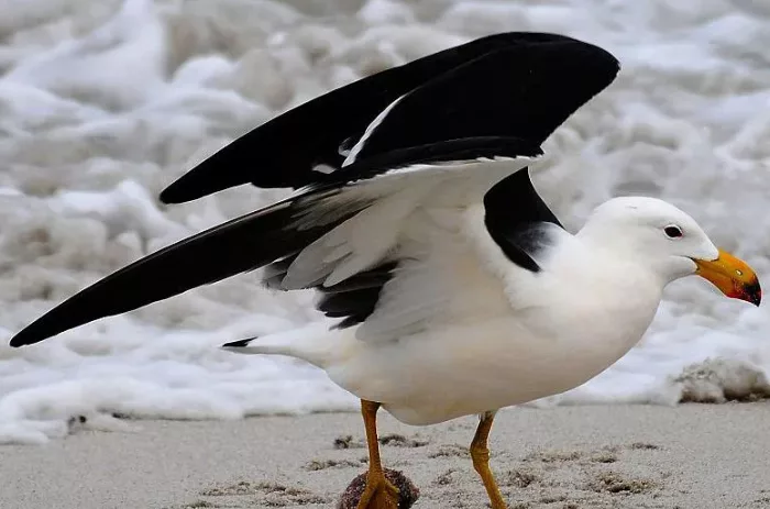 Australia to roll out bird flu vaccines for most vulnerable native birds